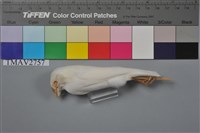 藏品(白文鳥)的圖片